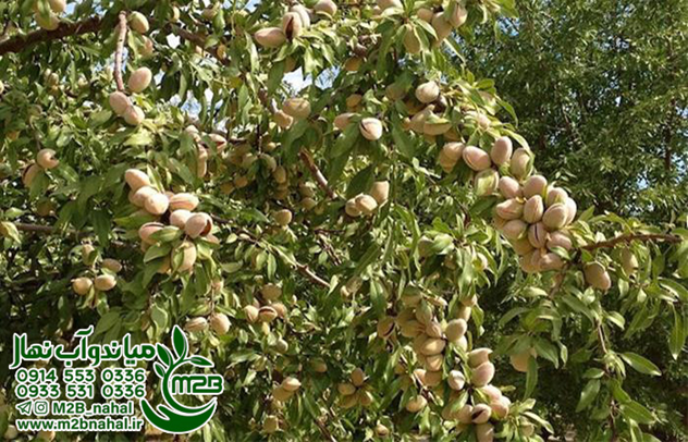امکان خرید و کاشت بهترین نهال بادام دنیا در ایران فراهم شد