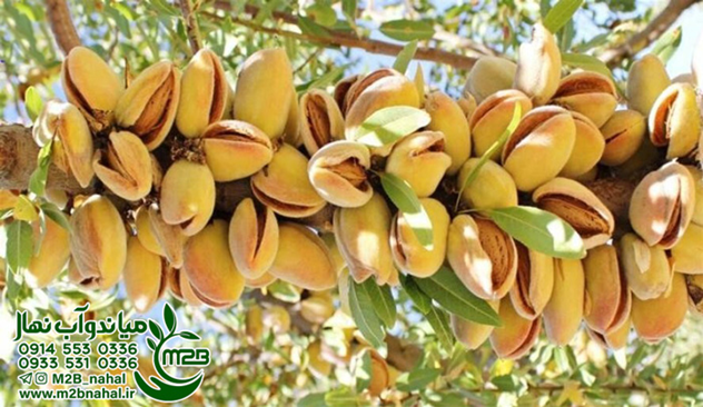 امکان خرید و کاشت بهترین نهال بادام دنیا در ایران فراهم شد