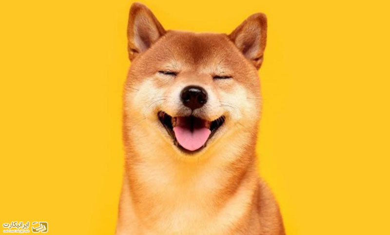 آینده میم کوینها چگونه خواهد بود؟