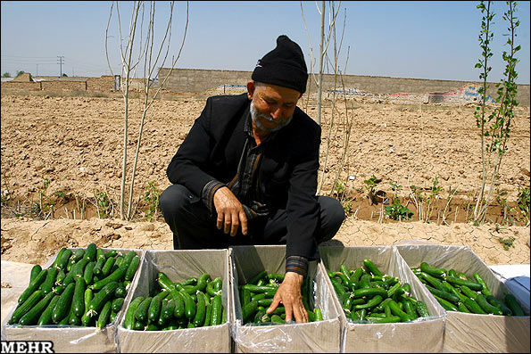سیاست تنظیم بازار برای خیار؟