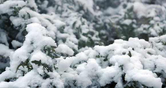 برف و سرما