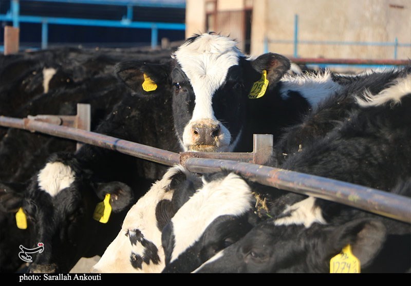 قطب تامین شیر تهران درگیر با بحران تداوم تولید