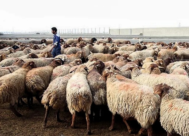 گوسفند و دام زنده