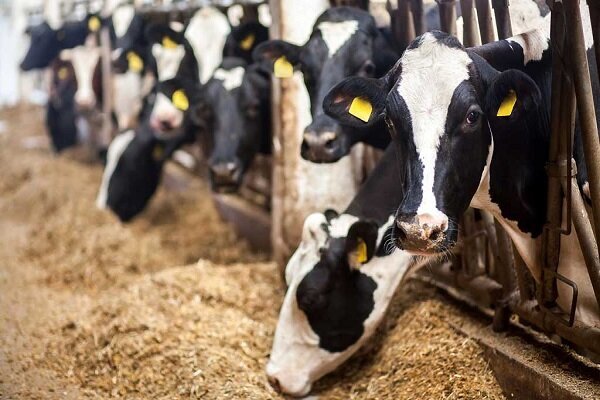 نهاده های دامی