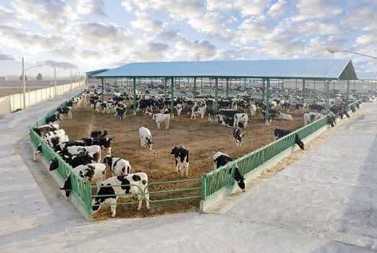 محاصره دامداران در «شعب ابی‌طالب»