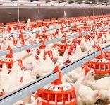 تعطیلی مرغداری‌ها برای دولت اهمیتی ندارد!