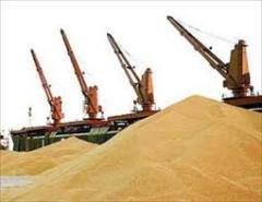 افزایش قیمت گندم در بازار جهانی