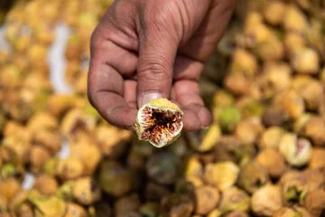 گلهای انجیر که پس از خشک شدن آماده مصرف می شوند دربزرگترین انجیرستان دیم جهان در ایران