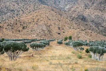 بستن تور بر روی درختان انجیر برای حفاظت از انجیر ها تا مورد هجوم دپرندگان قرار نگیرد 