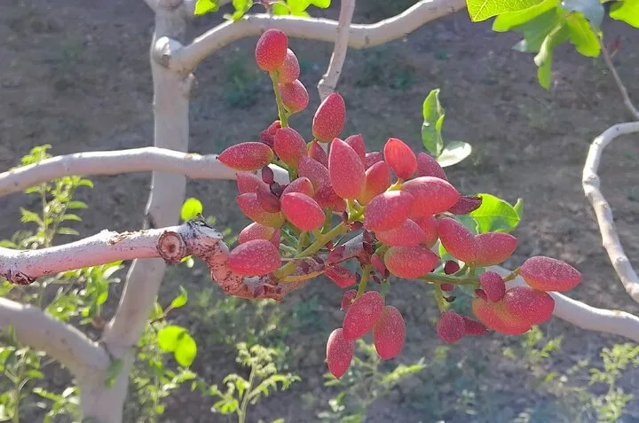 درخششِ طلای سبز در دلِ خاکِ اصیل/ محصولی خندان که برای کشاورز نمی خندد!