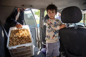 حضور  روزانه باغداران به بازار فروش در بزرگترین انجیرستان دیم جهان در ایران