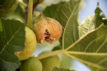 بزرگترین انجیرستان دیم جهان در ایران