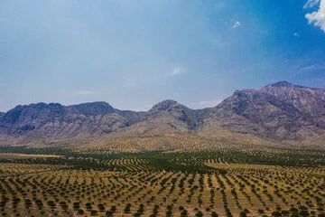 بزرگترین انجیرستان دیم جهان در ایران