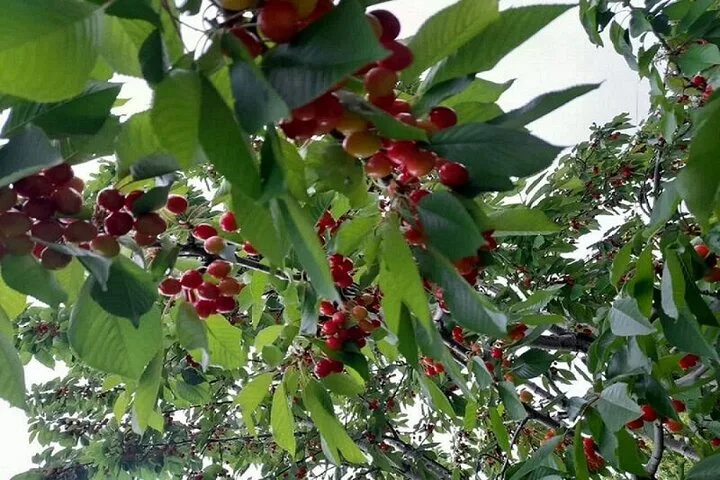 باغات اصفهان در محاصره کمآبی؛ جهاد کشاورزی توسعه را متوقف کرد