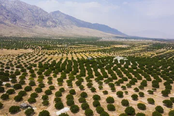 بزرگترین انجیرستان دیم جهان در ایران