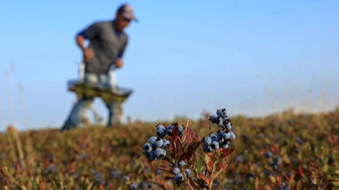 میوه‌های بلوبری (Blueberry) رسیده در نزدیکی کارگر در حال برداشت