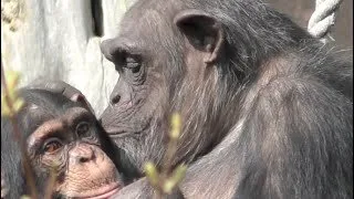 شامپانزهها و بونوبوها میتوانند دوستان قدیمی خود را حتی پس از دههها به یاد بیاورند