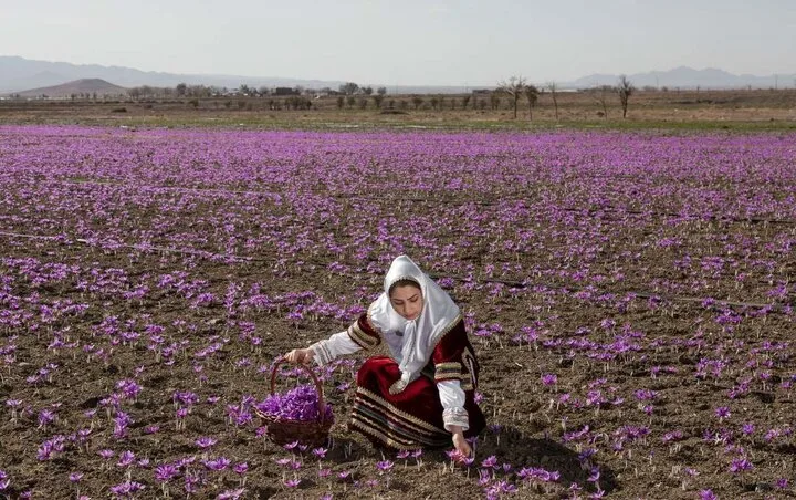 استاندارد؛ سپر بلندی در برابر تقلبها برای سرخترین طلای ایران