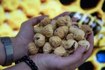 بزرگترین انجیرستان دیم جهان در ایران