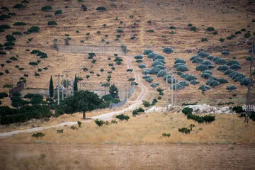 بزرگترین انجیرستان دیم جهان در ایران