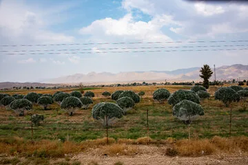 بزرگترین انجیرستان دیم جهان در ایران