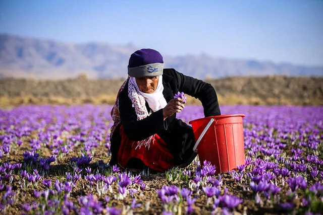 استاندارد؛ سپر بلندی در برابر تقلبها برای سرخترین طلای ایران