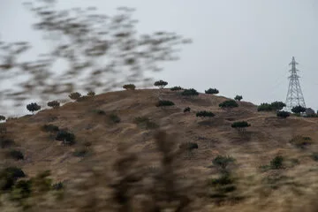 بزرگترین انجیرستان دیم جهان در ایران