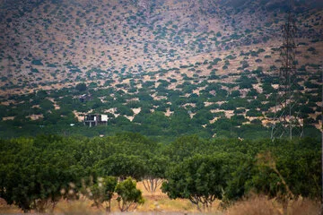 بزرگترین انجیرستان دیم جهان در ایران