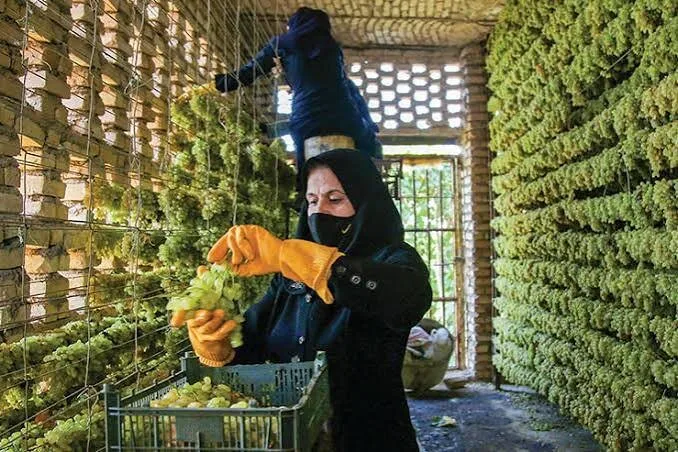خیانت به طلای سبز خراسان؛ حراج اعتبار در بازارهای جهانی