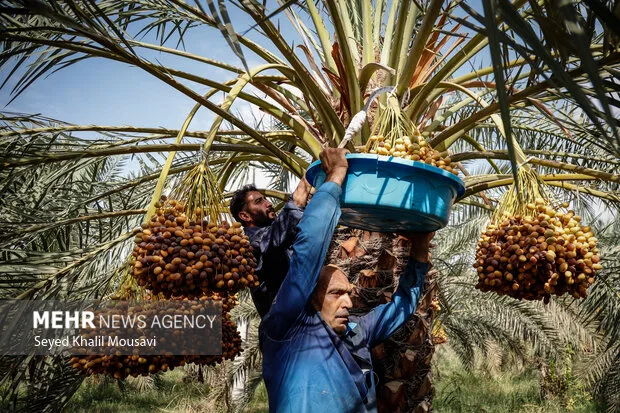 عملیات برداشت خرما در حمیدیه