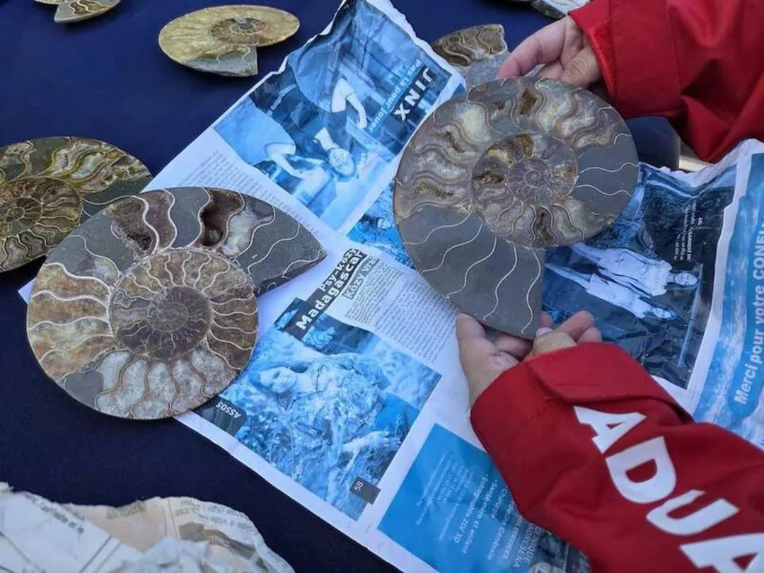 فسیلهای آمونیت (Ammonite) با الگوهای مارپیچ روی روزنامههای قدیمی