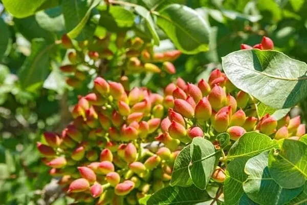 پسته یزد در مسیر هوشمندسازی و تکمیل زنجیره ارزش افزوده