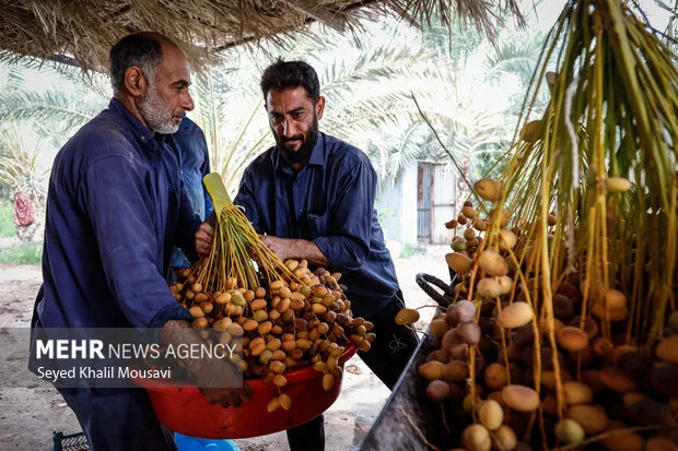 عملیات برداشت خرما در حمیدیه