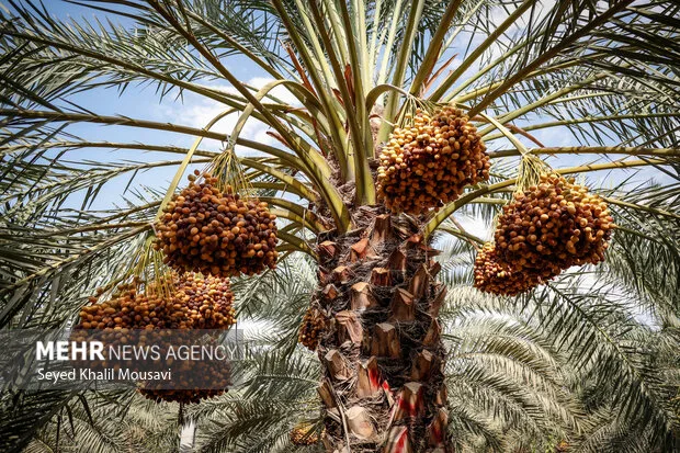 عملیات برداشت خرما در حمیدیه