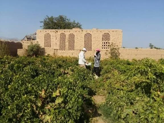 خیانت به طلای سبز خراسان؛ حراج اعتبار در بازارهای جهانی