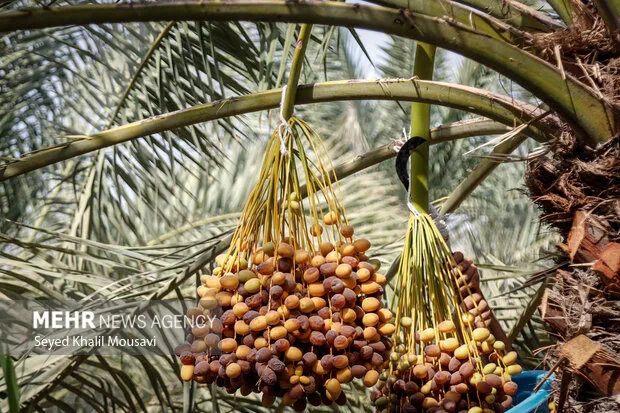 عملیات برداشت خرما در حمیدیه
