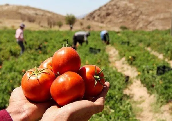 ارم قطب گوجهفرنگی خارج از فصل؛ توسعه کشتهای گلخانهای صادراتمحور