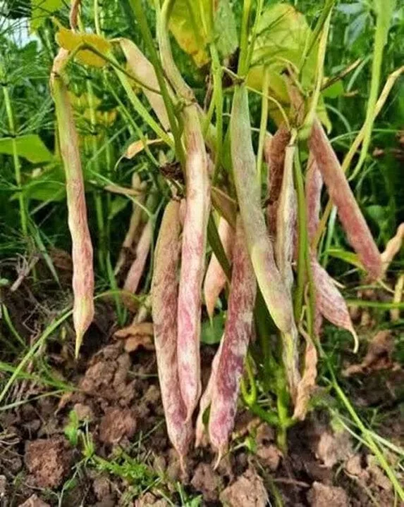 پایتخت سحرآمیز لوبیا؛ مزارعی که با آب کمتر محصول بیشتر تولید میکنند