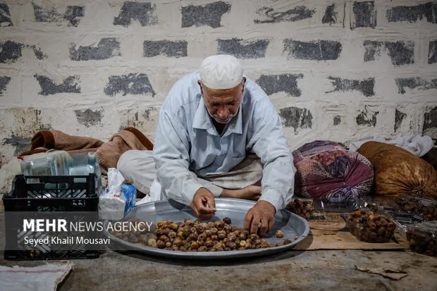 عملیات برداشت خرما در حمیدیه
