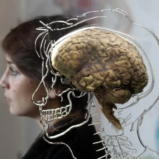 تأثیر هیچ کاری نکردن روی مغز