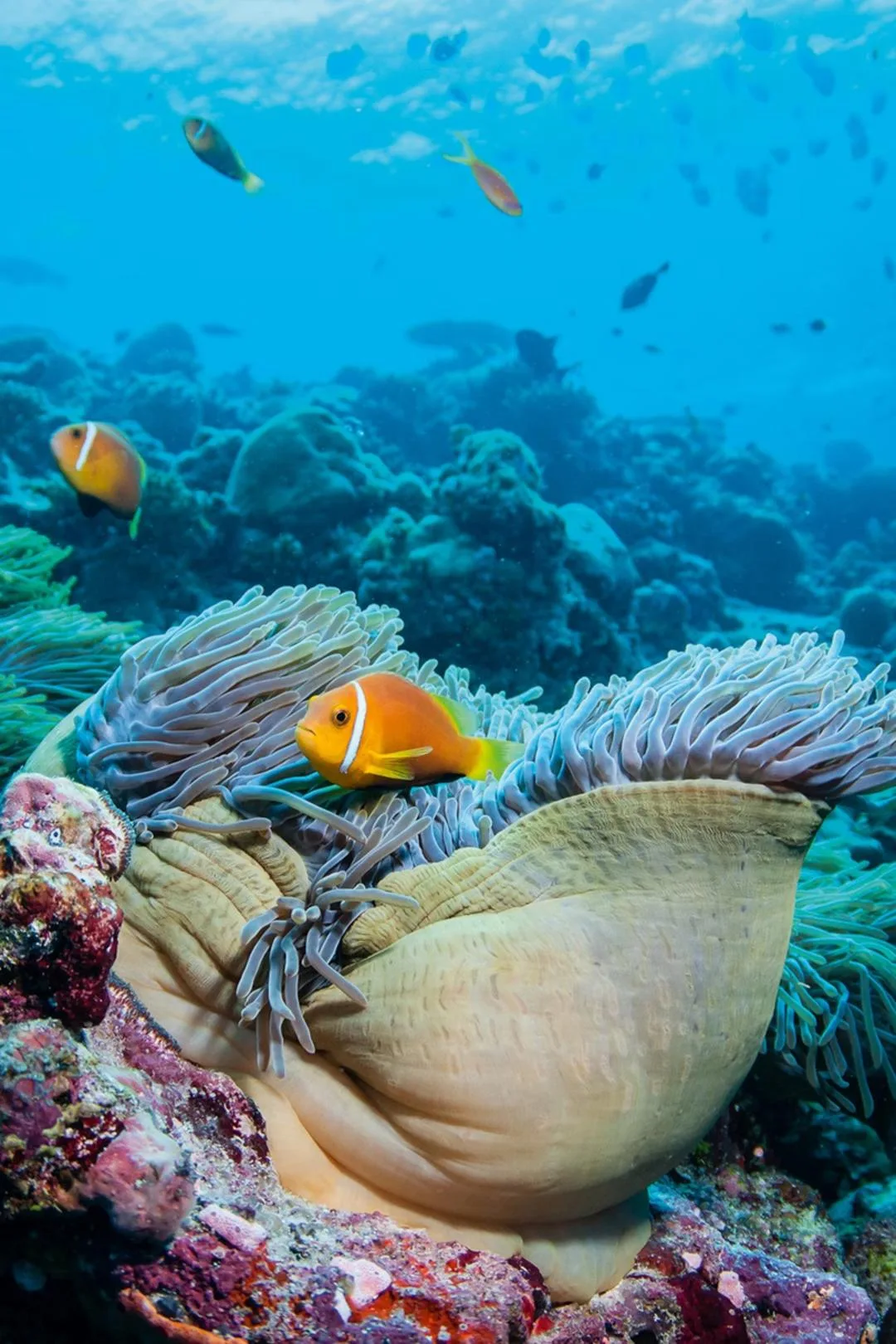 ماهی کلاگنگ (Clownfish) در میان شاخکهای یک انیمون دریایی در اعماق اقیانوس