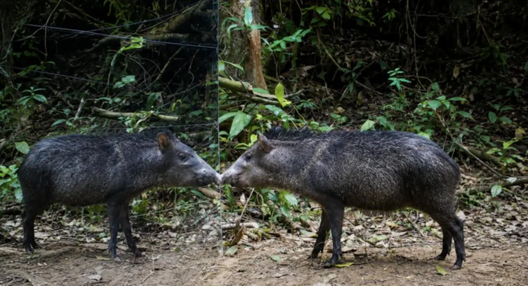 گراز (Peccary) در حال مشاهده تصویر خود در یک آینه بزرگ