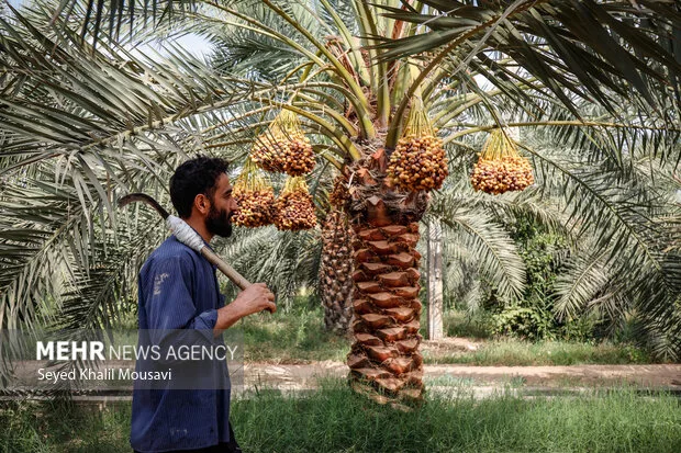 عملیات برداشت خرما در حمیدیه