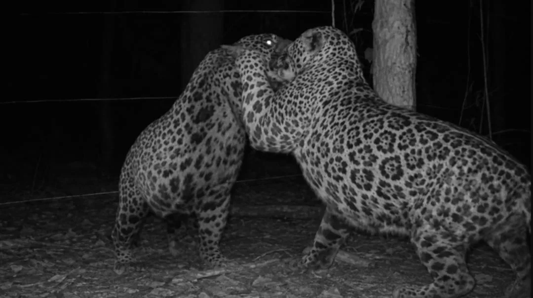 دو پلنگ (Leopard) در تاریکی شب در حال تعامل با یکدیگر