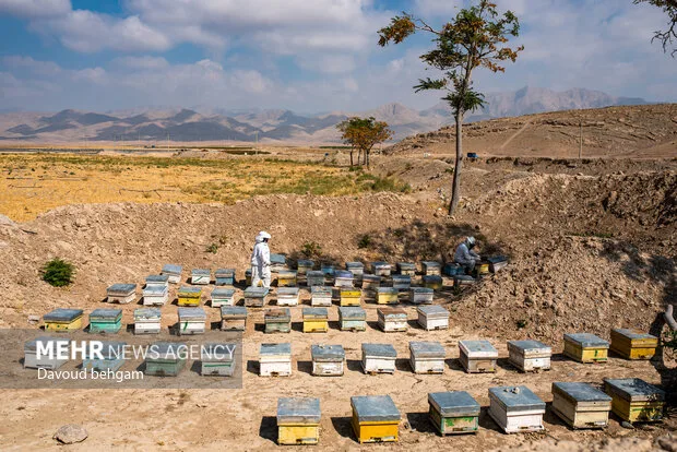 برداشت عسل  در روستای گوارشک خراسان رضوی