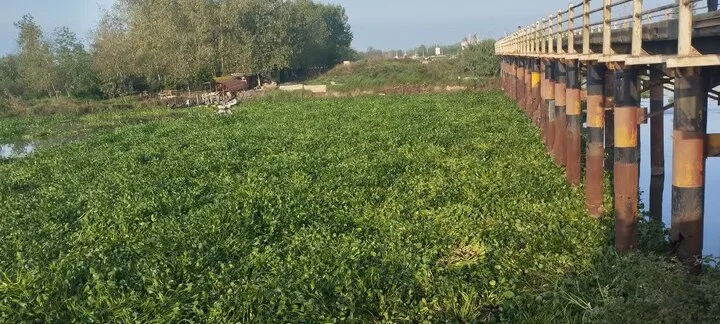سنبل آبی؛ زیبایی فریبندهای که نفس تالاب انزلی را میگیرد/عملیات پاکسازی در بندرانزلی
