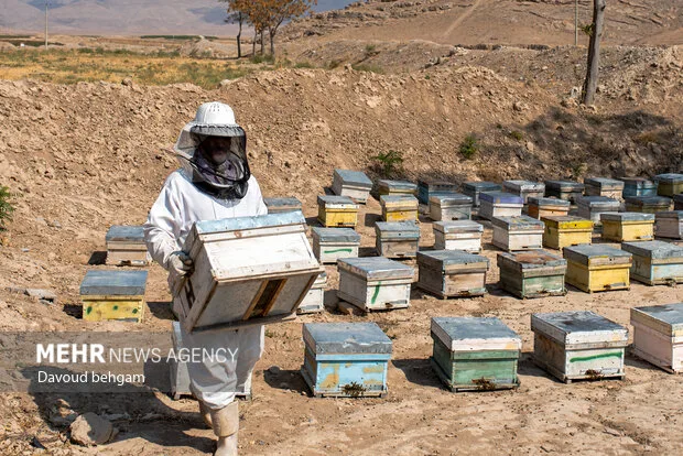 برداشت عسل  در روستای گوارشک خراسان رضوی