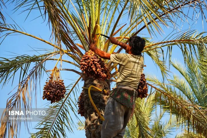 در صنعت خرمای خوزستان چه میگذرد؟