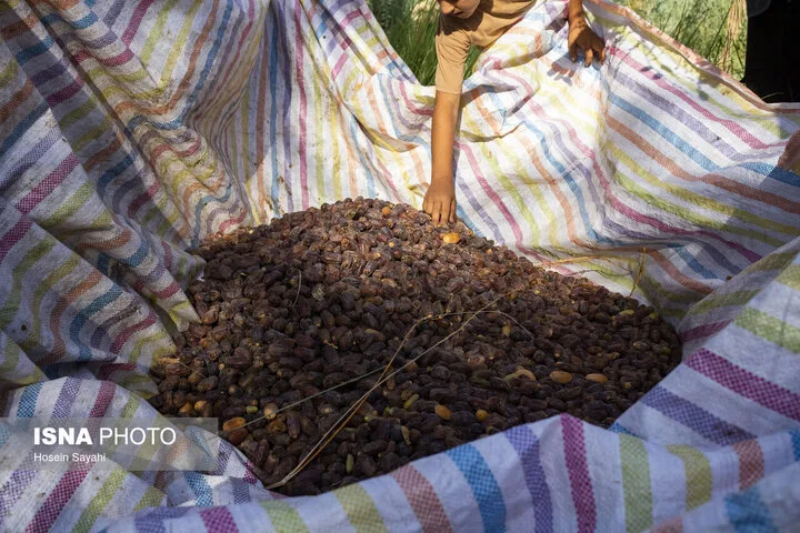در صنعت خرمای خوزستان چه میگذرد؟
