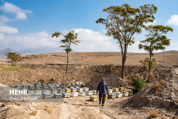 برداشت عسل  در روستای گوارشک خراسان رضوی